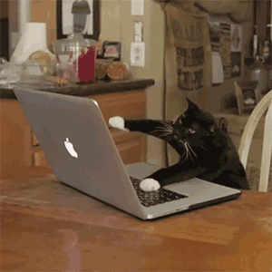 computer cat